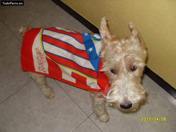 La foto del perro