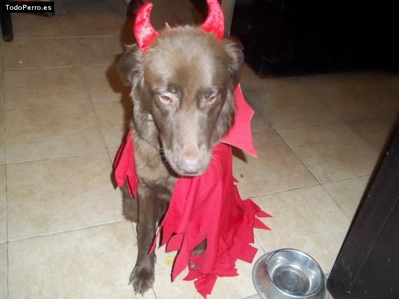 La foto del perro