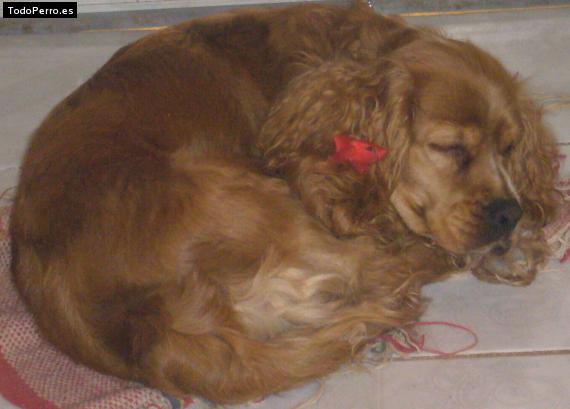 La foto del perro