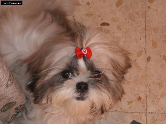 La foto del perro