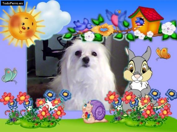 La foto del perro