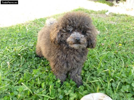 La foto del perro Emi Foto del perro Emi