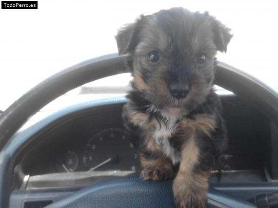 Foto del perro Rex