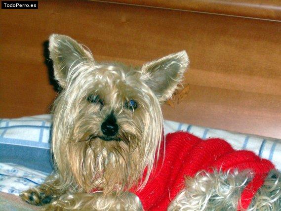 Foto del perro Yorki