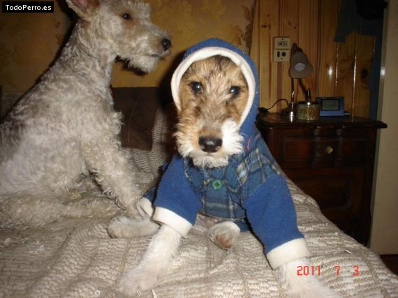 La foto del perro