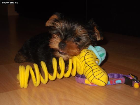 Foto del perro Mika