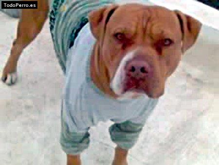 Foto del perro Rocky