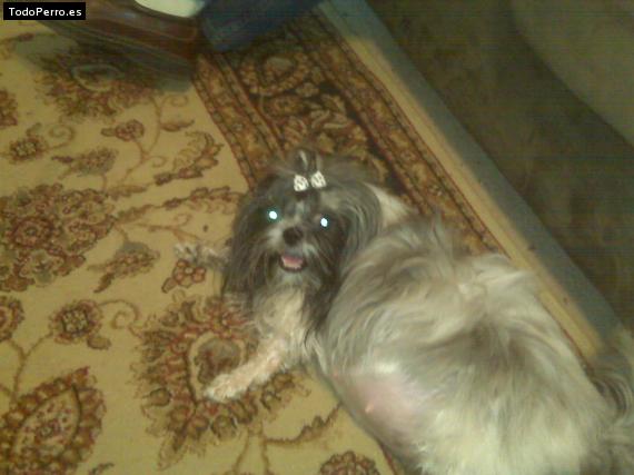 La foto del perro