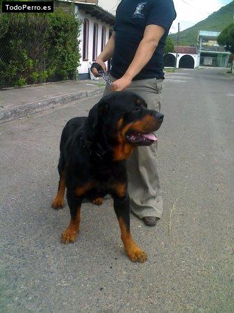 La foto del perro Seuz Foto del perro Seuz