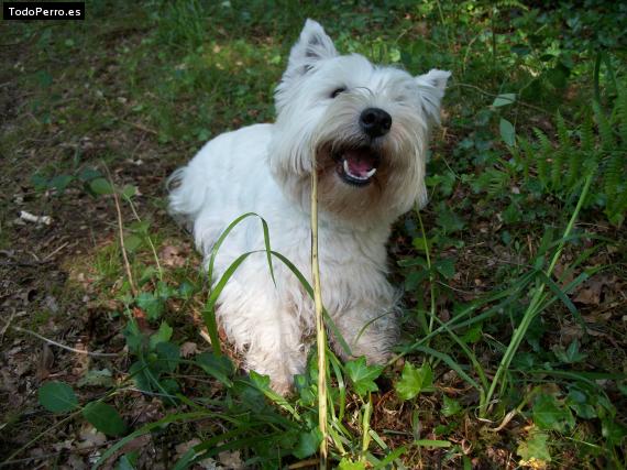La foto del perro