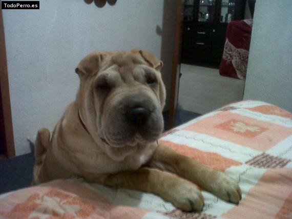 La foto del perro