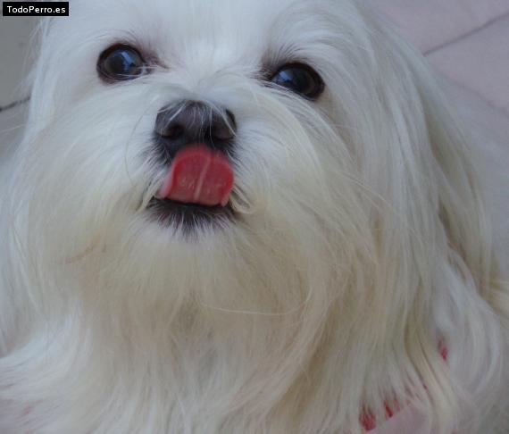 La foto del perro