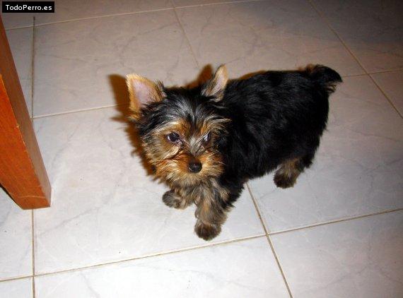 La foto del perro Greta Foto del perro Greta