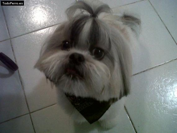 La foto del perro