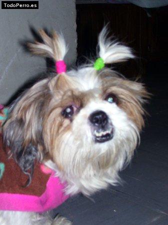Foto del perro Crazy