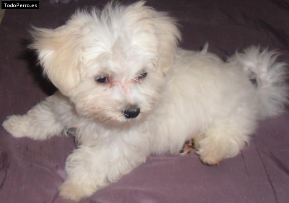 Foto del perro Happy