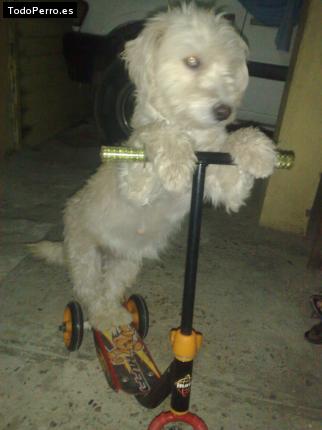 La foto del perro