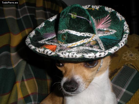 La foto del perro