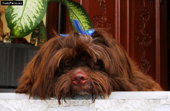 La foto del perro
