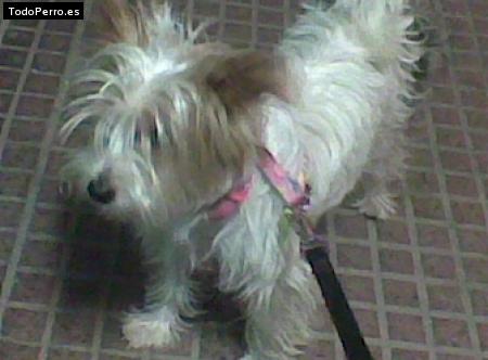 Foto del perro Ursula