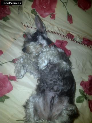 La foto del perro