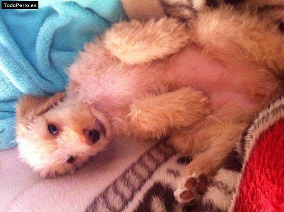 La foto del perro Eva Foto del perro Eva