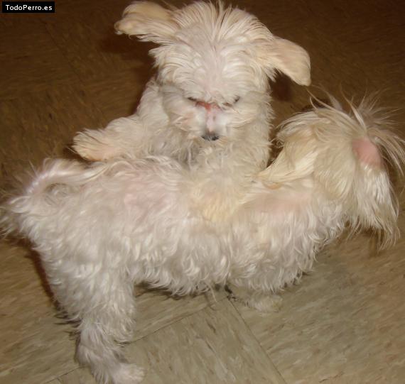 La foto del perro