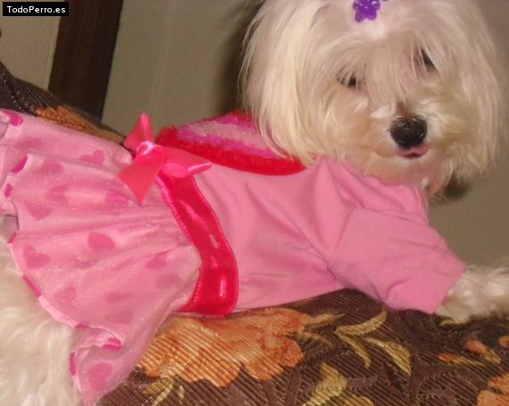 La foto del perro