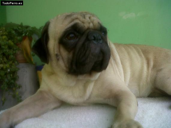 La foto del perro