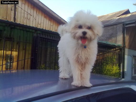 La foto del perro