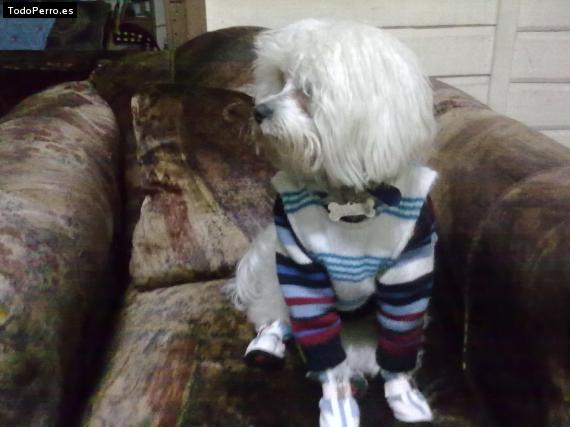La foto del perro