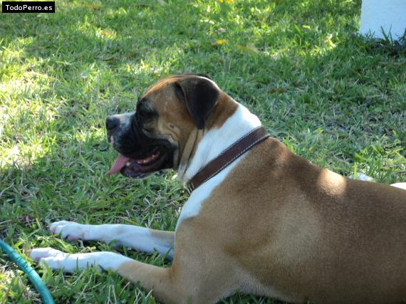 La foto del perro