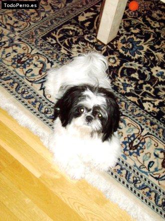 Foto del perro Noah