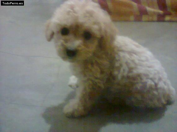 La foto del perro Isis Foto del perro Isis