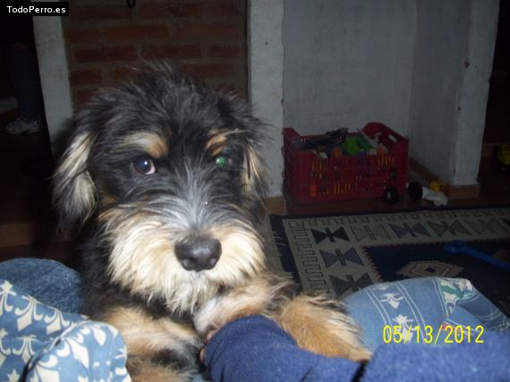 Foto del perro Ruli
