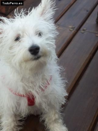 La foto del perro