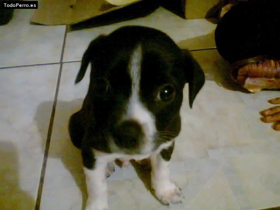 Foto del perro Auzzi
