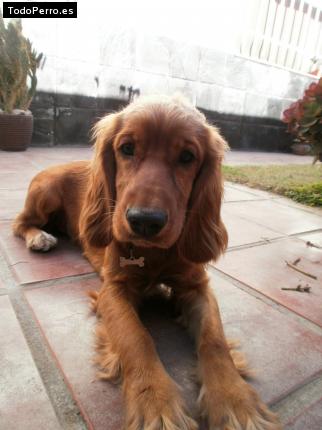 La foto del perro