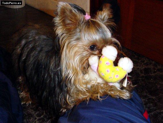 Foto del perro Shelsy