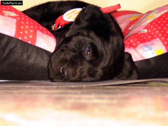 La foto del perro Sofia Foto del perro Sofia