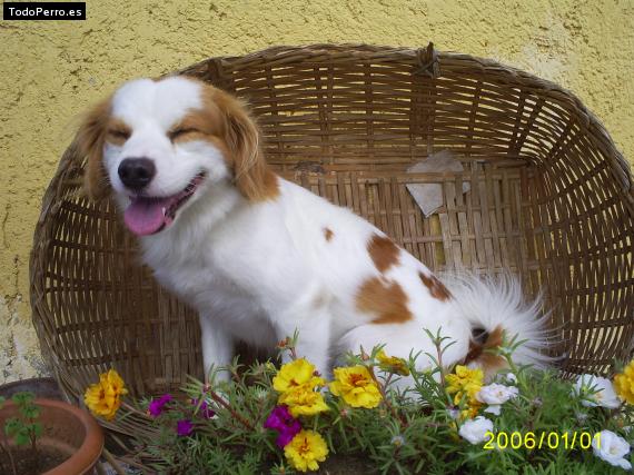 Foto del perro Principe