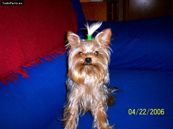 La foto del perro Lunita Foto del perro Lunita