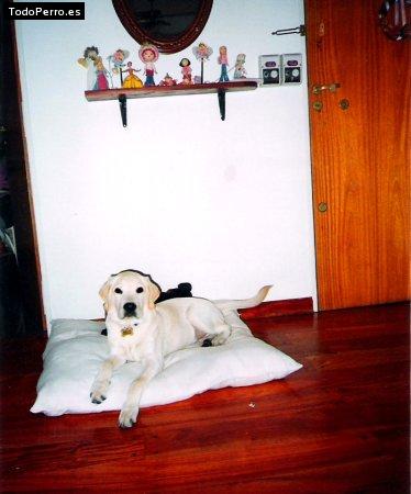 La foto del perro Simba Foto del perro Simba