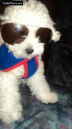 La foto del perro Jeislem Foto del perro Jeislem