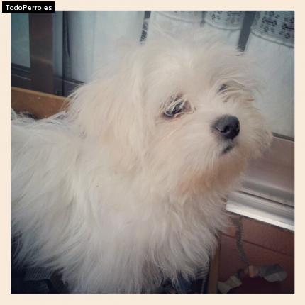 La foto del perro