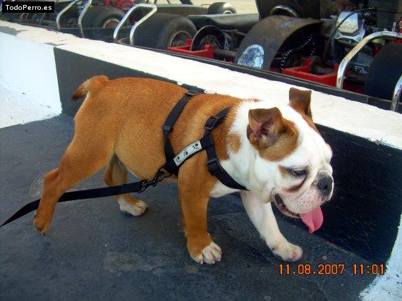 Foto del perro Nickit
