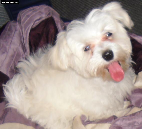 Foto del perro Happy