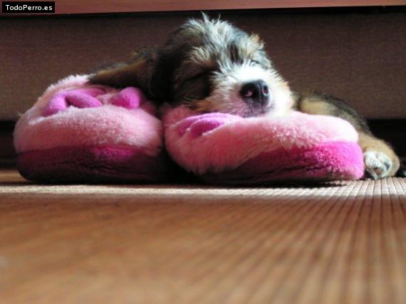 Foto del perro Suomi