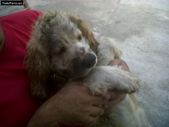 La foto del perro