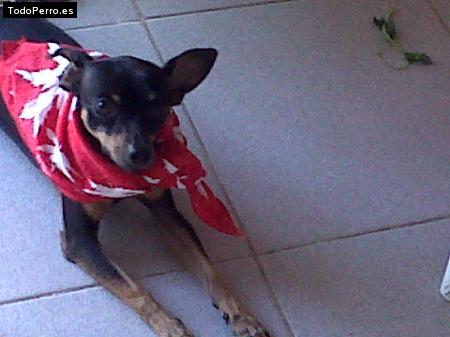 Foto del perro Sonny